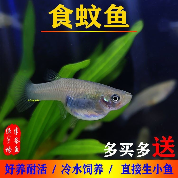 食蚊鱼吃蛋白虫,什么鱼吃蛋白虫,白线虫和蛋白虫图片(第5页)_大山谷图库