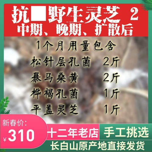 Горная хребта Чанбай Ганодерма Люсидум Поздний туфли