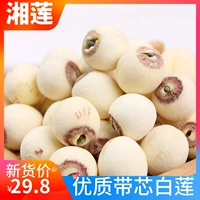 В этом году новые фермерские фермеры Самоапрестанные семена лотоса лотоса