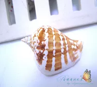 Натуральная раковина 3-4 см мультиколловая раковина Phoenix Snail, морская раковина