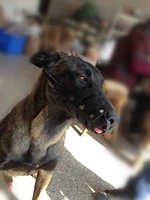 Кожаная кожаная горка для домашнего животного рта на крышке собаки антибайт -защищенная маска для собак собачья капля может быть отрегулирована