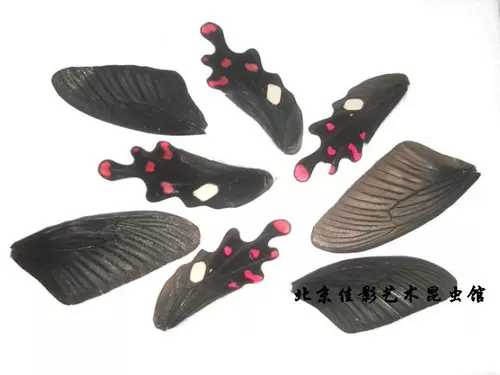 Крылья - это некоторые недостатки или бросьте немного порошка, мускуса, феникса, крыльев бабочек, образец бабочки, чтобы нарисовать обучение на популярных научных исследованиях