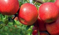 Поверхностные активные агенты мягких источников фруктов роскошных яблочных аминокислот более мягче LS-11