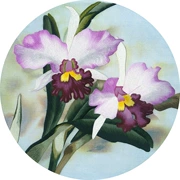 Nổi tiếng cổ thêu nghệ thuật thêu thêu diy kit người mới bắt đầu handmade sơn trang trí với mũi khâu iris hoa 35 * 35 CM