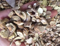 Дикие китайские травяные лекарственные ингредиенты Bitterisae ингредиенты бурмин корень саранча корень сухой продукты