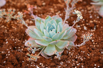 多肉植物 甜心景天 木樨景天 碧落绿植 满额包邮 韩国进口