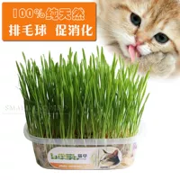 Посадка травы кошки кристаллической травы кошки для удаления шариков для регулирования желудка и желудка, есть два набора кристаллического пюре+семена