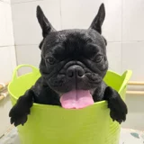 Собачья ванна предварительно предварительно