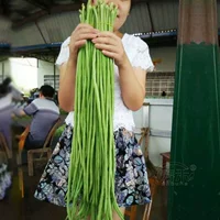 Семена бобов Cuichangfeng 30 г рассеялись около 100 капсул