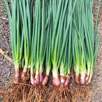 Семя с красным корнем с зеленым луком 5G упрощенная установка