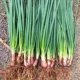 Семя с красным корнем с зеленым луком 5G упрощенная установка