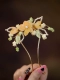 Желтая китайская шпилька, орхидея