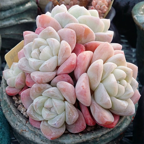 Bingyu Многополученные старые кучи, сочные растения