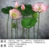 cây lựu giả Mô phỏng hoa sen giả hoa sen mô phỏng hoa nhựa hoa sen lá sen ao cá trang trí trang trí phòng khách cảnh quan cảnh quan cây xanh hoa hồng giả Hoa nhân tạo / Cây / Trái cây