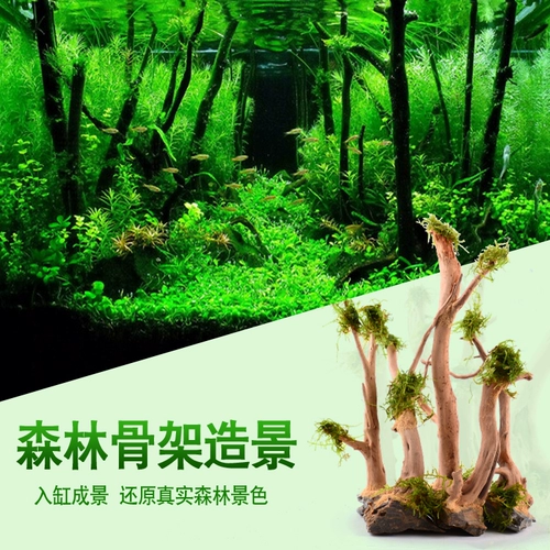 Рыба -аквариум Пандшафт украсите тонущую деревянную кучу Rhododendron корневой скелет ветви вьетнамцев 栖 鱼 鱼 鱼 鱼 鱼 鱼 鱼 鱼 鱼 鱼 鱼 鱼 鱼 鱼 鱼 鱼 鱼 鱼 鱼