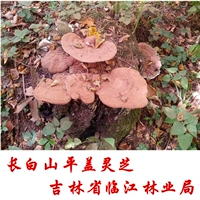 Северо -восточная гора Чанбай дикая пингджи ганодерма lucidum lonage ganoderma lucidum старая корова сухой товары 2500 г 5 фунтов бесплатно доставка