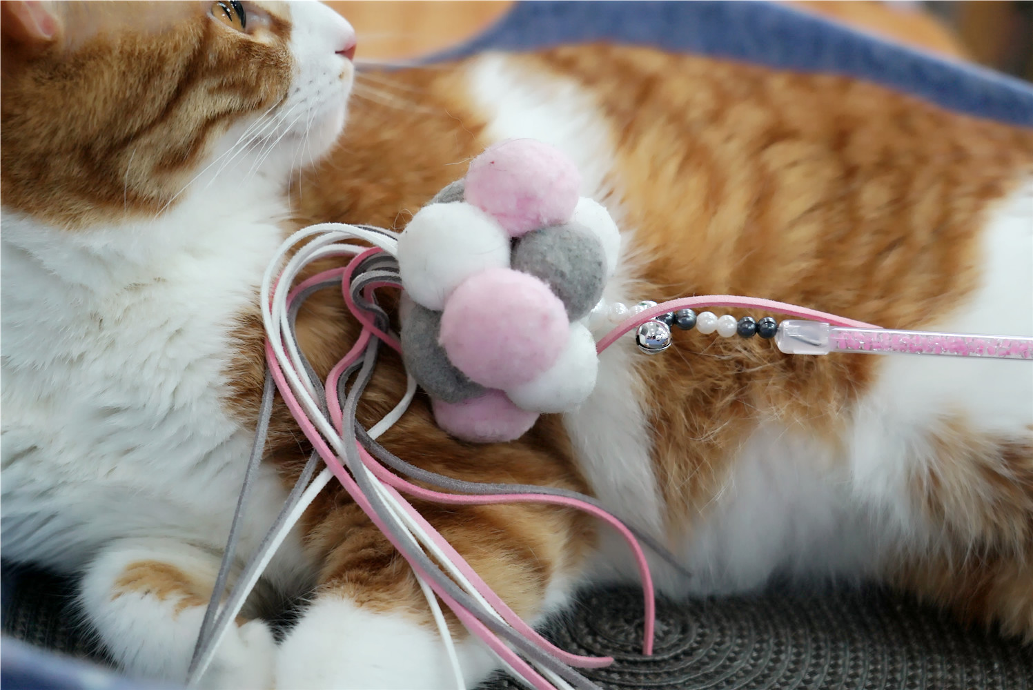 猫咪仙女逗猫棒变大变小变漂亮