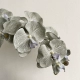 10 Голова голубого серого Phalaenopsis 1