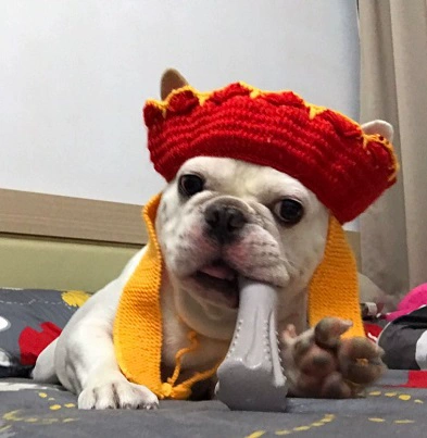 Бесплатная доставка ручной работы Pet Tang Seng Модельная шерстяная шляпа шляпная шляпа Meow Dog Teddy Accessories Преобразован в забавные украшения для головы