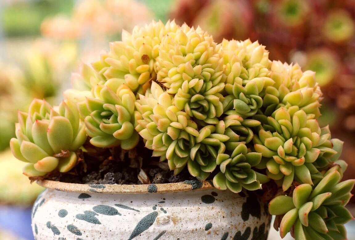 夏型种多肉进入生长期,有件事别粗心大意