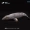 Xuất khẩu mô phỏng sinh vật biển mô hình đồ chơi cá voi sát thủ gấu bắc cực cá mập trắng lớn rùa cá heo chim cánh cụt - Đồ chơi gia đình