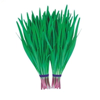 Традиционный красный корневой лук/500G