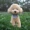 Teddy dog ​​đồ chơi sang trọng hình con chó mô phỏng linh cẩu hơn gấu búp bê cô gái quà tặng trẻ em - Đồ chơi mềm