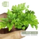 Mini Point Miao-Fu Fern S