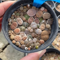 Shengshi Flower Little Mite One Shot 39070