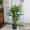 Cây mô phỏng cây giả cây xanh Brazil gỗ sắt phòng khách sàn chậu trang trí khách sạn hoa trong nhà bảo vệ môi trường xanh - Hoa nhân tạo / Cây / Trái cây