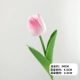 Pink Bai -Simulation Tulip 5