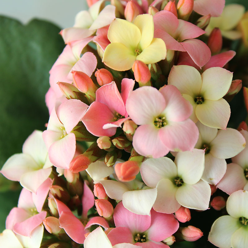 長寿花 鉢植え 緑のパリの花 花 シミ ヒヤン 花 重い花びら 輸入 屋内植物 竹の小川 花の庭 中国仕入れ Com