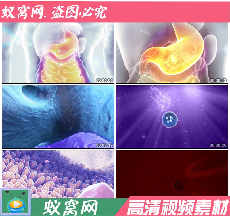 S1040 医学 幽门螺杆菌 肠胃消化 胃动力 演示动画视频素材
