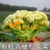 Товары от 山头人种业