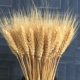 Настоящие уши пшеницы