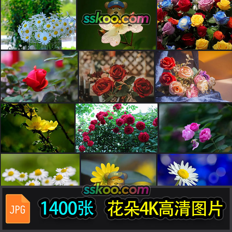 高清玫瑰花蔷薇花雏菊摄影特写照片4K电脑手机壁纸图片设计素材