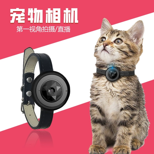 Питомец носит шейный воротник Кошки и собаки Первая перспектива полоса спортивная камера