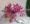 Hoa lan mô phỏng, hoa lan nhảy múa, hoa lan dendrobium, hoa lan mô phỏng, hoa cưới, hoa mô phỏng, hoa giả, hoa trang trí, hoa để bàn các loại lan giả hạc cây hoa giả để phòng khách