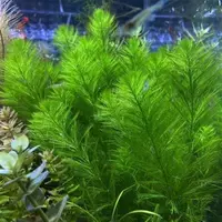 2 чашки зеленых перьев (отправьте чашку с тонущей травой)