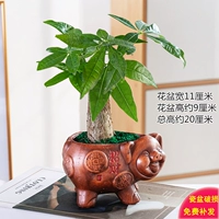 Фортуна свиньи