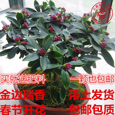 iso gd&t standard é‡‘è¾¹ç‘žé¦™ç›†æ ½ æ·˜å®ç½‘ å››å­£é€‚å®œ ç›†æ ½å°è‹—ç‰¹ä»·å†¬å­£å®¤å†…èŠ±å‰æ¤ç‰© å¤§è‹—å¸¦èŠ±