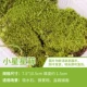 Little Star Star Moss 1 Box 10,5*7,5 см