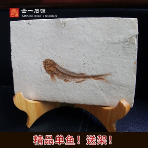 Западный лиаонинг Liaoning Wolf Ward Ward ископаемы