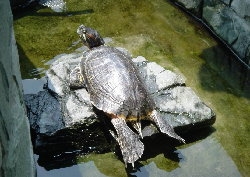 乌龟为什么要晒背太阳对乌龟有多重要