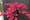 Cây mô phỏng Kerry trồng trong phòng khách trang trí hoa nhựa hạ cánh hoa giả cây đào trong nhà cây xanh mận bonsai - Hoa nhân tạo / Cây / Trái cây hoa giấy giả
