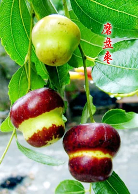 [Jujube tree live seedling grafted seedling with fruit in year huge Jin-si green jujube planted in courtyard for north south winter jujube seedling]