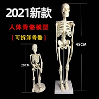 Физиологичный съемный медицинский скелет, 20см, 45см
