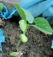 Seonue Seedlings 18 деревьев y