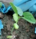 Seonue Seedlings 18 деревьев y