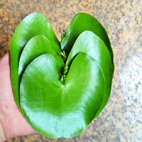 Подходит для подростков, 6 штук